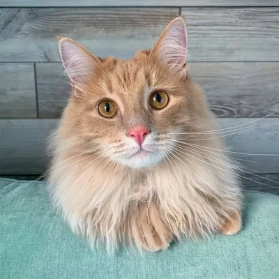 Lucky♡ profile