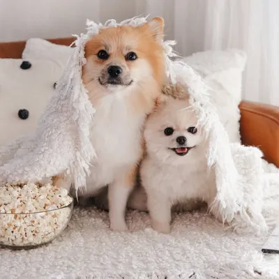 Lucky & Frans ๐พ profile