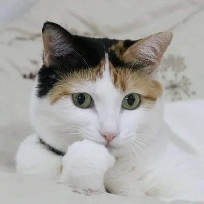 Meeboon profile