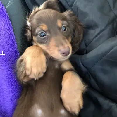 Lucky The Wiener Dog profile