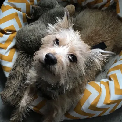 Lucky the Cairn Terrier profile