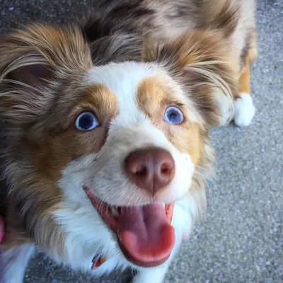 ✨Lucy the Toy Aussie✨ profile