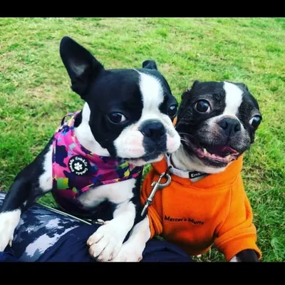 Bostons Lucy & Luna ๐พ profile