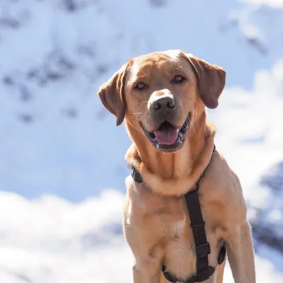 Ludo & Lotte โคซ mountain dog adventures ๐๏ธ๐พ profile