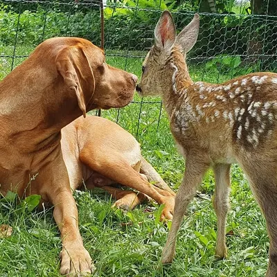 Ludovica & Leopold profile