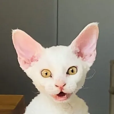 ๐๐๐๐ ๐๐๐ ๐๐๐๐๐ ๐๐๐ ๐ฆ profile