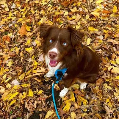 Luke the Aussie🐾 profile