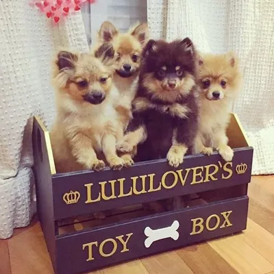 LuluLover's ๐ profile