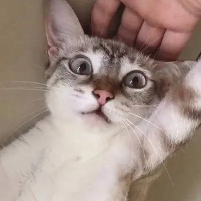 虎斑暹羅小流氓 嚕嚕咪 profile