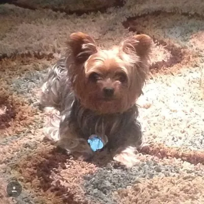 Luly💕❤️yorkie profile