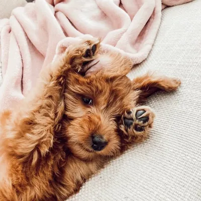 Luma the Goldendoodle profile