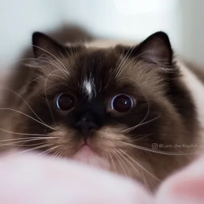 Lil' Purr ๐คโ๏ธ profile