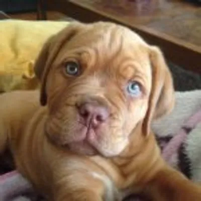 Luna the Dogue de Bordeaux profile