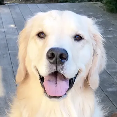 Luna the Golden Not Retrieverš profile