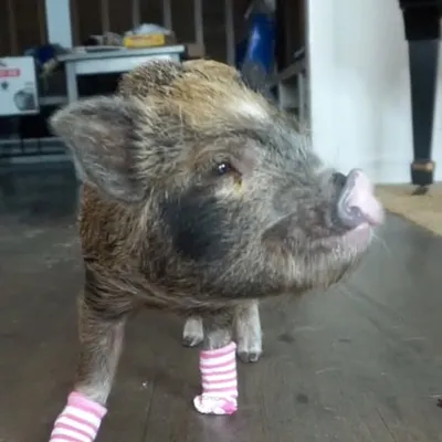 Luna the Pig profile