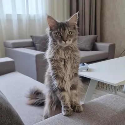 funny & talkative Maine Coon ♀ profile