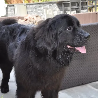 Luna the Newfie ๐ถ profile