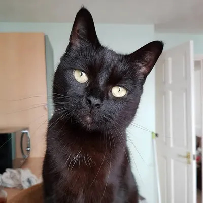 LunaTheRescueCat profile