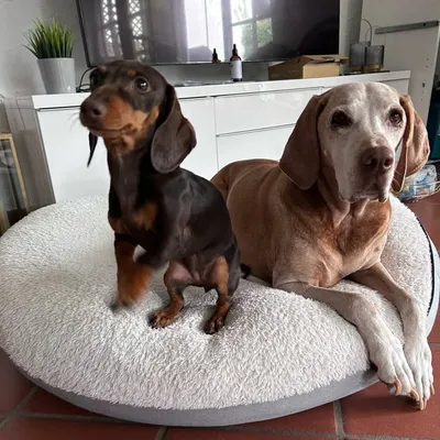 Vizsla Luna & Zwergdackel Pippa profile