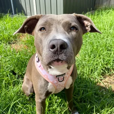 LUNA THE AMERICAN BLUE profile