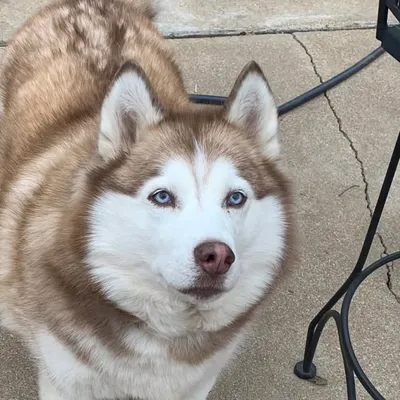 Luna, Sakari & Nymeria profile