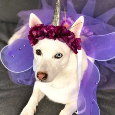 Husky Corgi Mix 🤪 profile