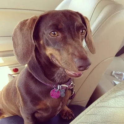 Luna The Weenie Dog profile