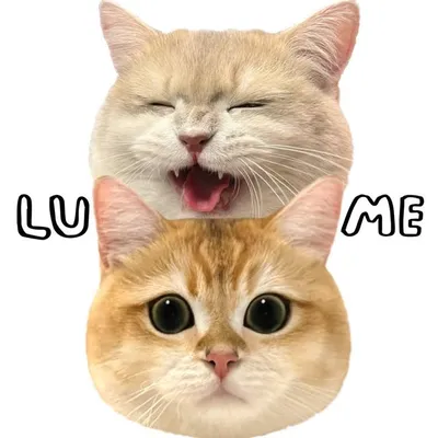 Lunettes.the.cat profile