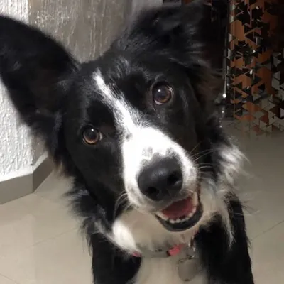 Luna y Nala ๐พ Border Collies profile
