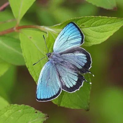 Lycaenidae profile