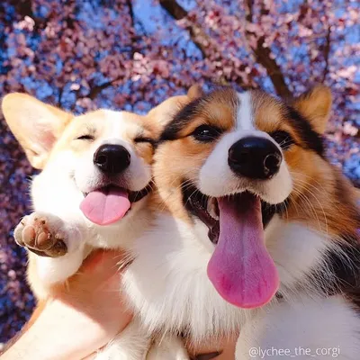 Lychee & Mochee The Corgis ๐ถ profile