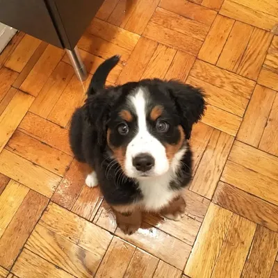 Lyla profile