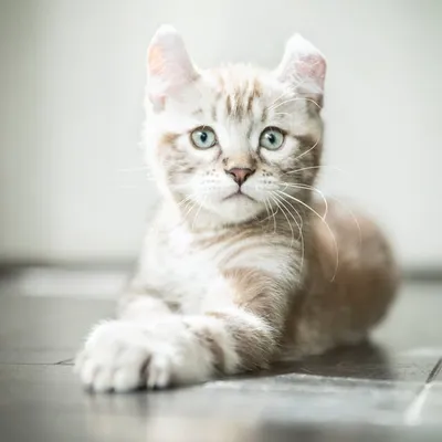 lynxdefrance profile