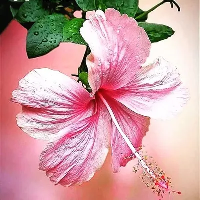 M.Harshini profile