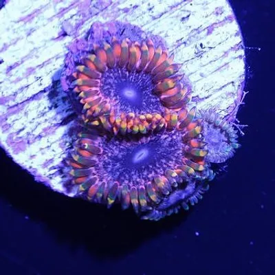 kekenoke profile