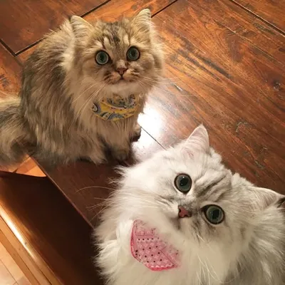 兄弟猫と私と夫の2トムのまいにち profile