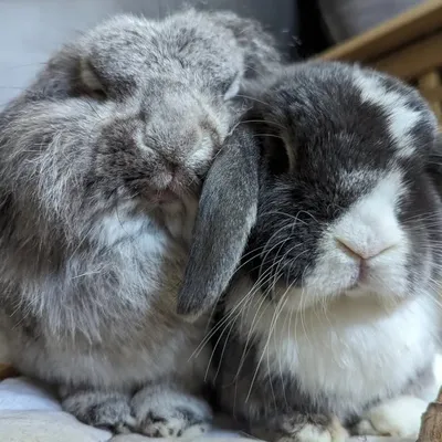 Marf & Murph profile