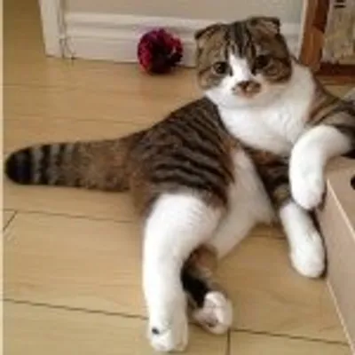 😻😻Maccha Cat😽😽 profile