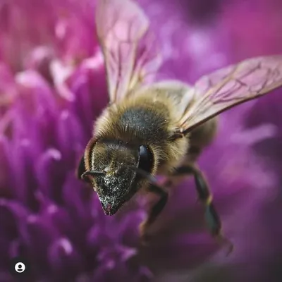 Macrophotography profile