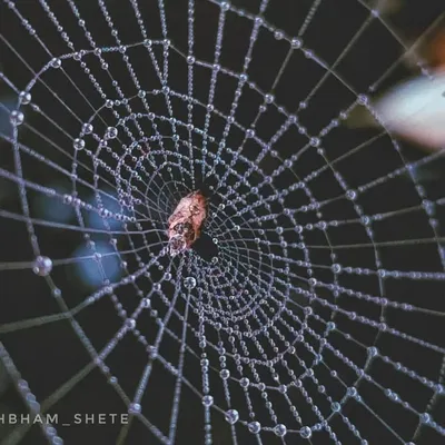 MACRO PHOTOGRAPHY profile