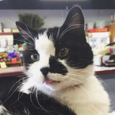 MadCat profile