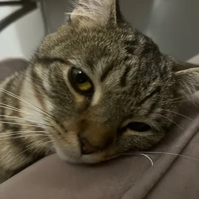 Mae profile