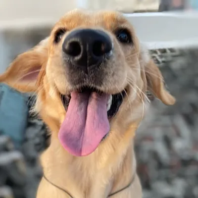 MAGGIE JI🐾🧿 profile