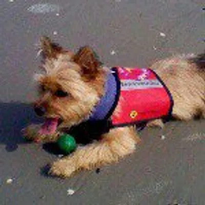 Maggieherodog profile
