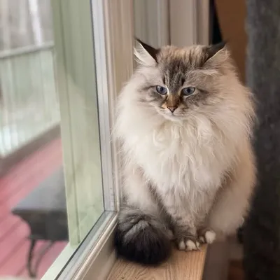 Meera & Siberian friends ๐ profile