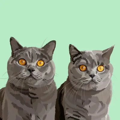 Magnus & Stella - BSH ๐พ profile