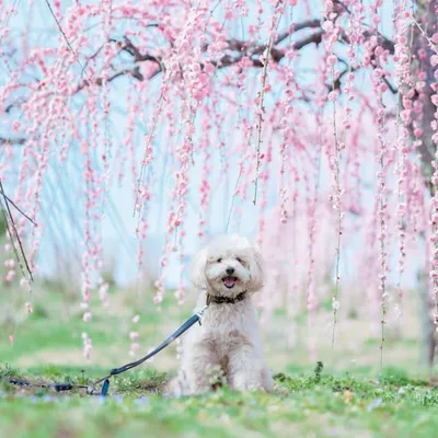 まいちん(花風景写真家) profile