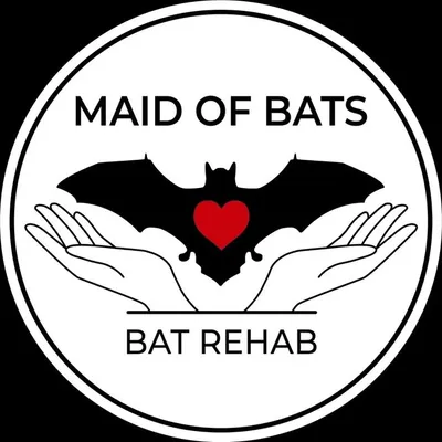 Maid of Bats | Bat Rehabilitation & Conservation profile