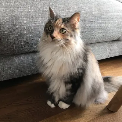 Angel ♡ Maine Coon Cat profile