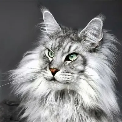 Mainecooncatsfamily ๐พ profile